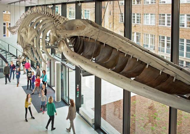 Museum of Zoology