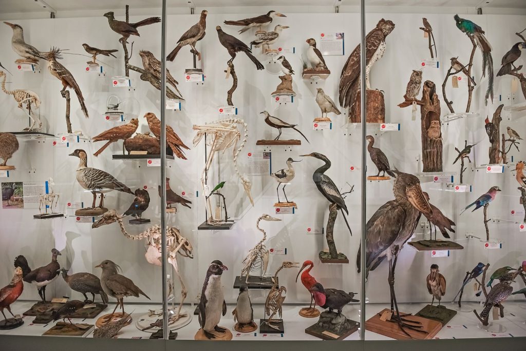 Museum of Zoology