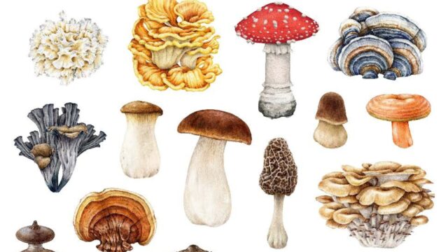 Fungi Field Day